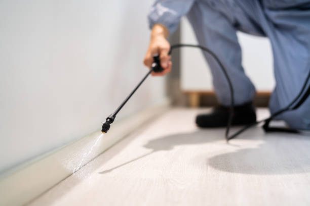 Certified termite inspector examining foundation in Maryland Heights